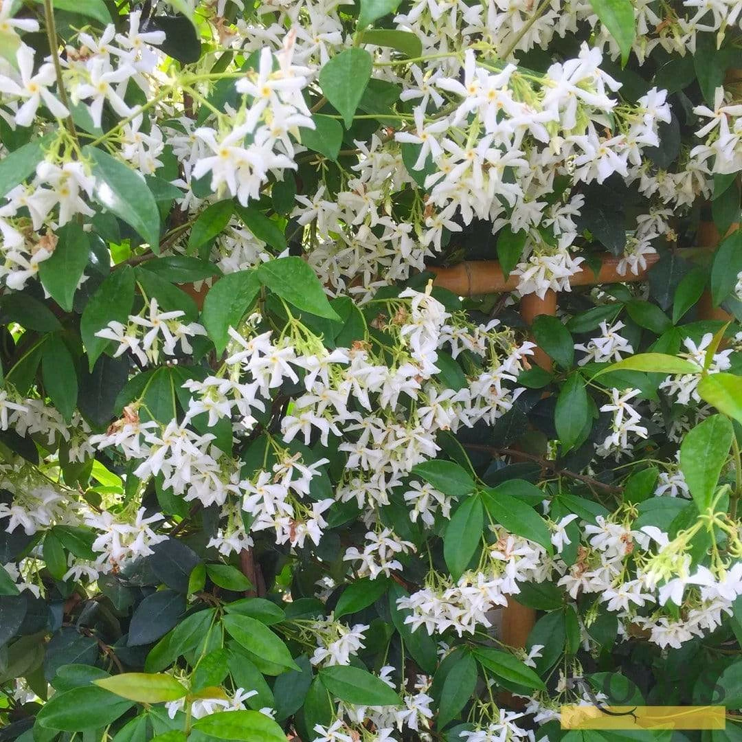 Roots Plants Star Jasmine | Trachelospermum 'Jasminoides' | On A 90cm Cane In A 3L Pot 4 Roots Plants Star Jasmine | Trachelospermum 'Jasminoides' | On A 90cm Cane In A 3L Pot