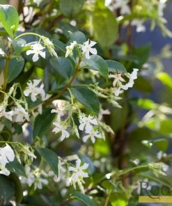 Roots Plants Star Jasmine | Trachelospermum 'Jasminoides' | On A 90cm Cane In A 3L Pot 7 Roots Plants Star Jasmine | Trachelospermum 'Jasminoides' | On A 90cm Cane In A 3L Pot