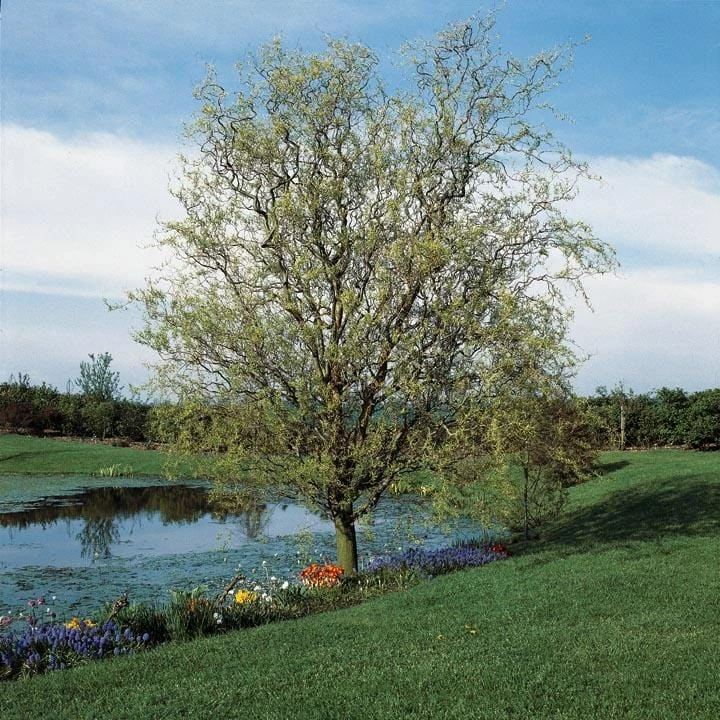 Roots Plants Trees & Shrubs Corkscrew Willow | Salix Matsudana 'Tortuosa' 3 Roots Plants Trees & Shrubs Corkscrew Willow | Salix Matsudana 'Tortuosa'