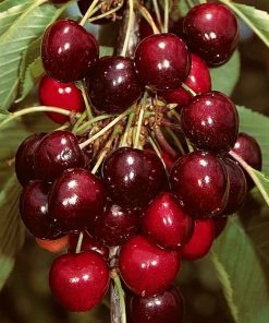 Roots Plants Sasha' Cherry Tree Fruits