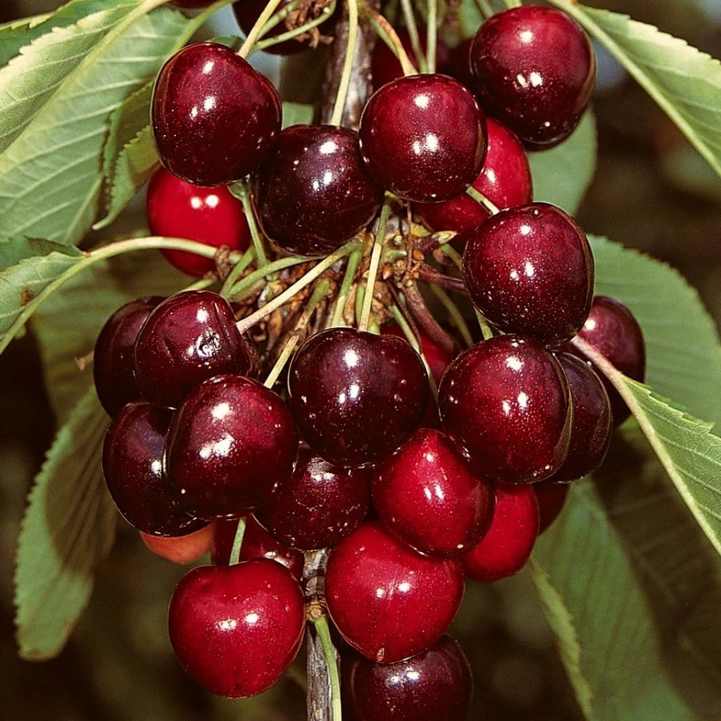Roots Plants Sasha' Cherry Tree Fruits 3 Roots Plants Sasha' Cherry Tree Fruits