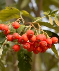 Roots Plants Sheerwater Seedling' Sorbus Tree 5 Roots Plants Sheerwater Seedling' Sorbus Tree