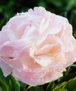 Roots Plants Perennials Peony'Shirley Temple' | 3L Pot