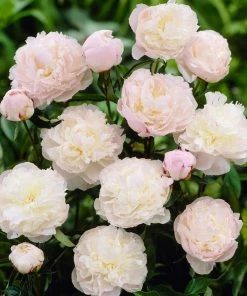 Roots Plants Perennials Peony 'Shirley Temple' | 3L Pot 6 Roots Plants Perennials Peony 'Shirley Temple' | 3L Pot