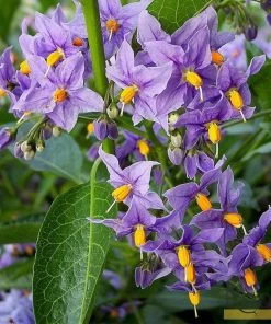 Roots Plants Other Climbing Plants Solanum Crispum 'Glasnevin' | On A 90cm Cane In A 3L Pot