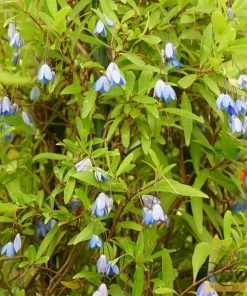 Roots Plants Other Climbing Plants Sollya Heterophylla | On A 90cm Cane In A 3L Pot