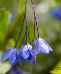 Roots Plants Other Climbing Plants Sollya Heterophylla | On A 90cm Cane In A 3L Pot 7 Roots Plants Other Climbing Plants Sollya Heterophylla | On A 90cm Cane In A 3L Pot