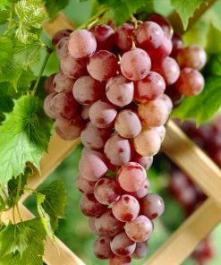 Roots Plants 90cm 'Suffolk Red' Seedless Grape Vine | 3L Pot