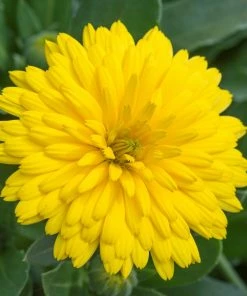 Roots Plants Calendula Power Daisy'Sunny' | 3L Pot