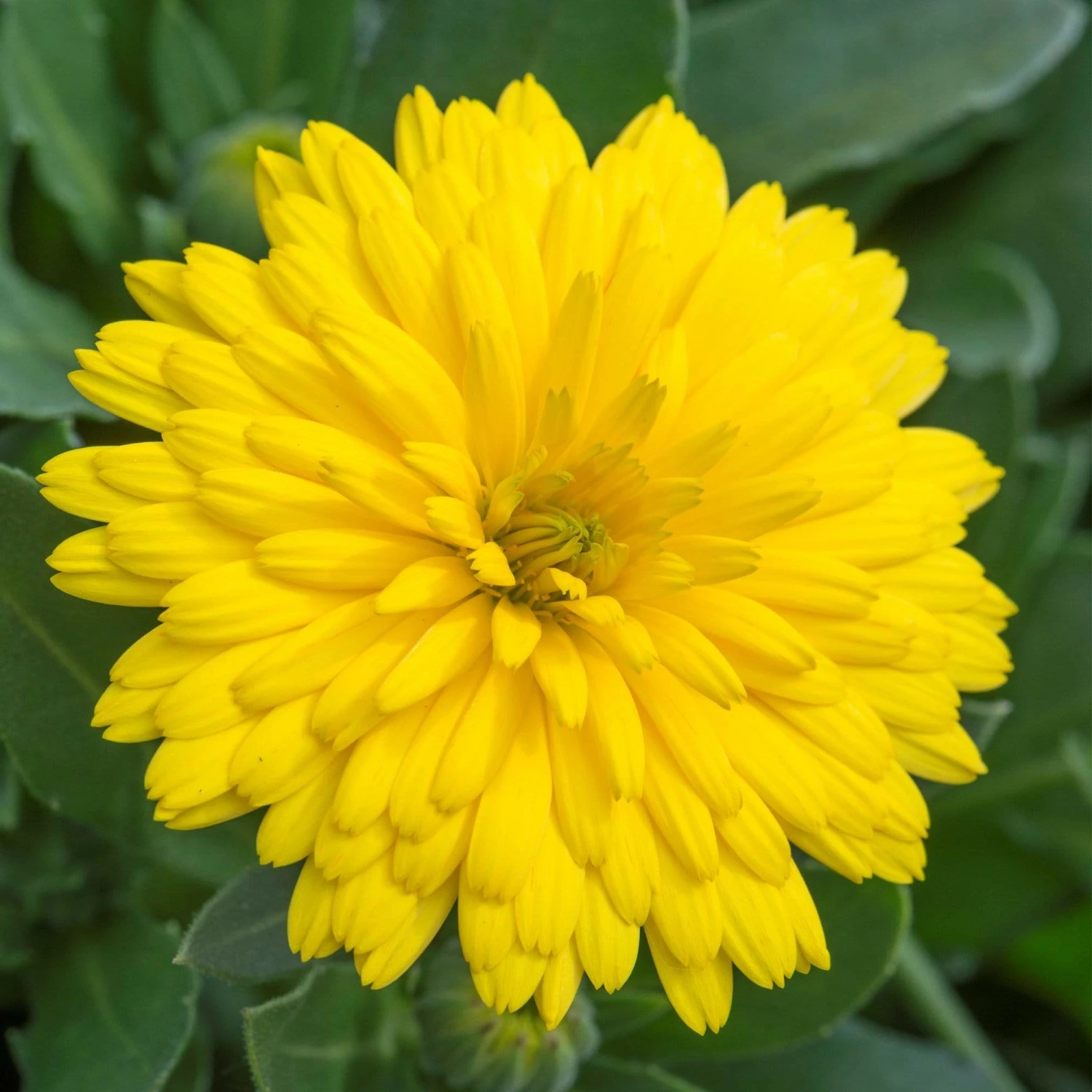 Roots Plants Calendula Power Daisy 'Sunny' | 3L Pot 3 Roots Plants Calendula Power Daisy 'Sunny' | 3L Pot