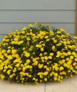 Roots Plants Calendula Power Daisy 'Sunny' | 3L Pot 6 Roots Plants Calendula Power Daisy 'Sunny' | 3L Pot