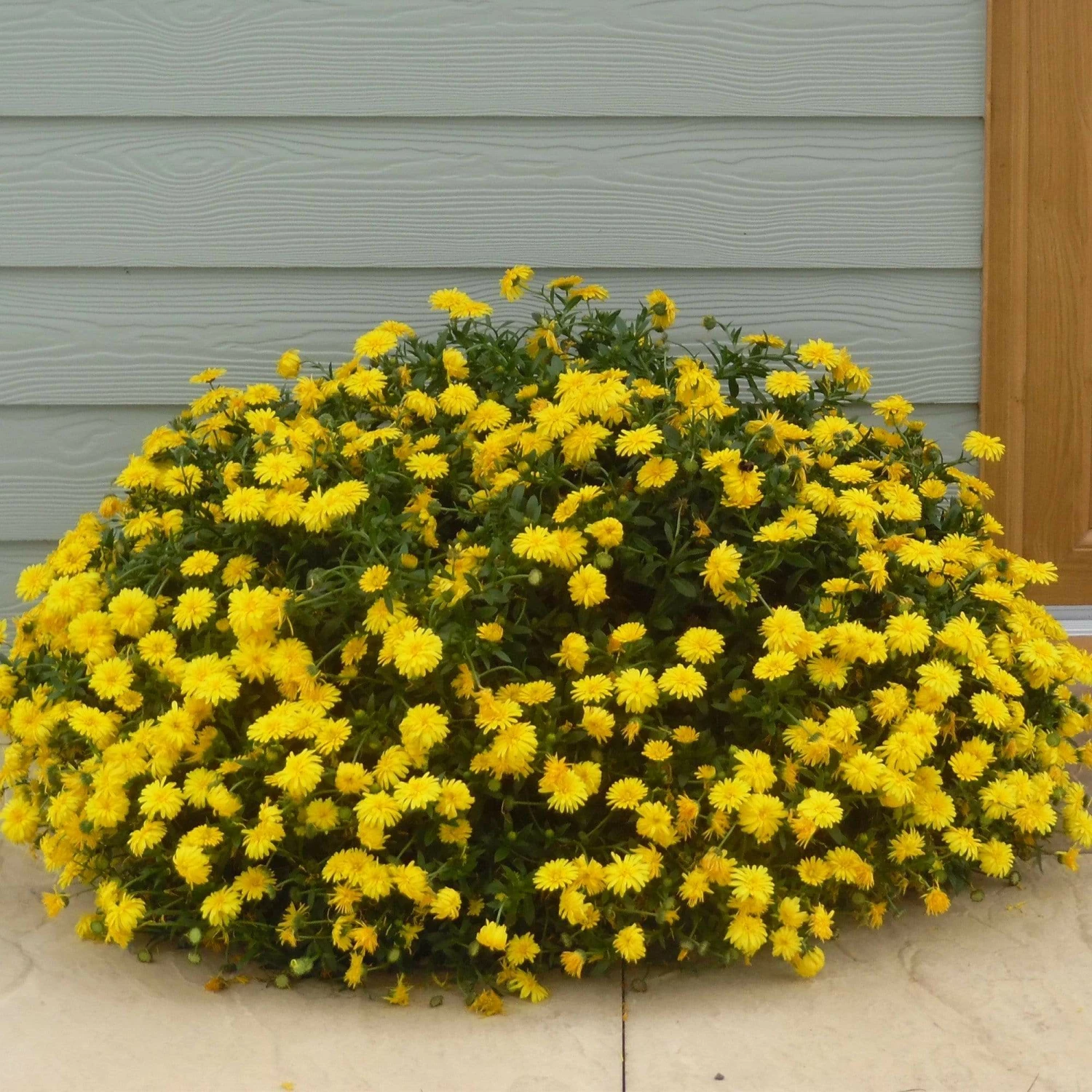 Roots Plants Calendula Power Daisy 'Sunny' | 3L Pot 4 Roots Plants Calendula Power Daisy 'Sunny' | 3L Pot