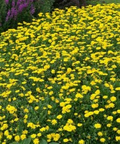 Roots Plants Calendula Power Daisy 'Sunny' | 3L Pot 7 Roots Plants Calendula Power Daisy 'Sunny' | 3L Pot