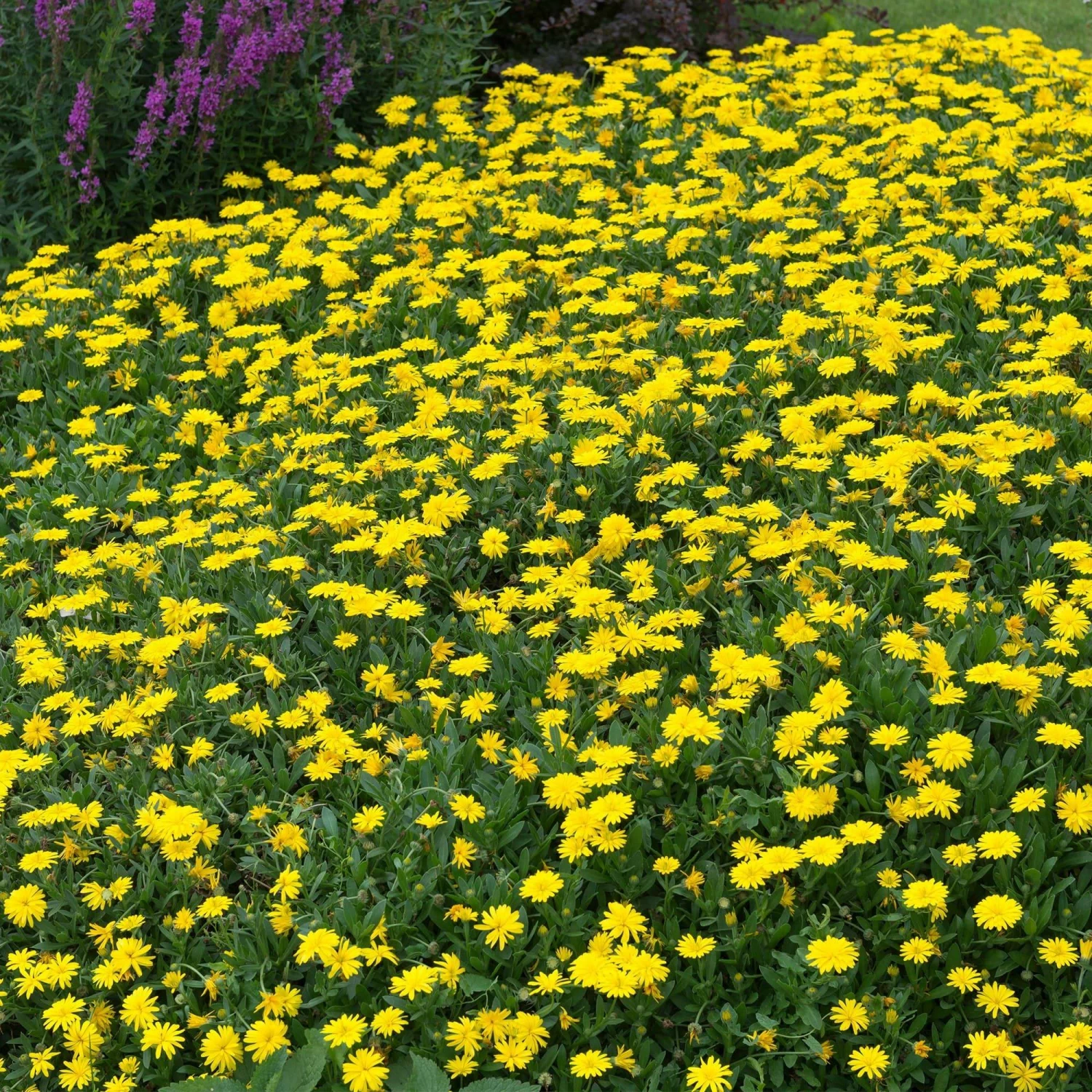 Roots Plants Calendula Power Daisy 'Sunny' | 3L Pot 5 Roots Plants Calendula Power Daisy 'Sunny' | 3L Pot