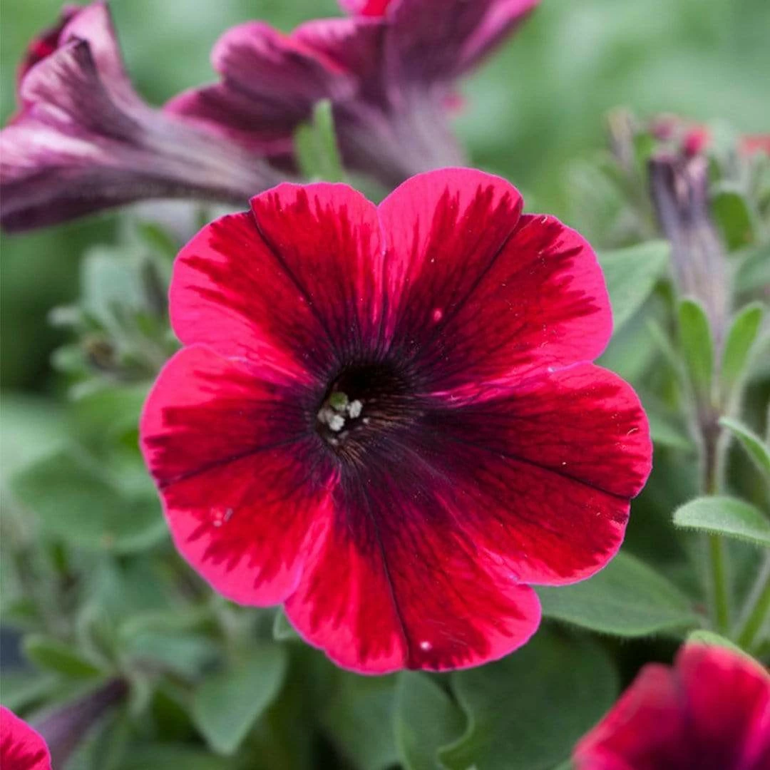 Roots Plants 20cm Petunia Sweetunia 'Suzie Storm' | 1L Pot Petunias 4 Roots Plants 20cm Petunia Sweetunia 'Suzie Storm' | 1L Pot Petunias
