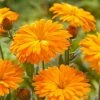 Roots Plants Calendula Power Daisy 'Tango' | 3L Pot Perennials 1 Roots Plants Calendula Power Daisy 'Tango' | 3L Pot Perennials