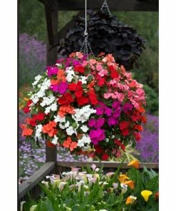 Roots Plants Busy Lizzie Instant Designer Hanging Basket | Impatiens 'Beacon' 13 Roots Plants Busy Lizzie Instant Designer Hanging Basket | Impatiens 'Beacon'