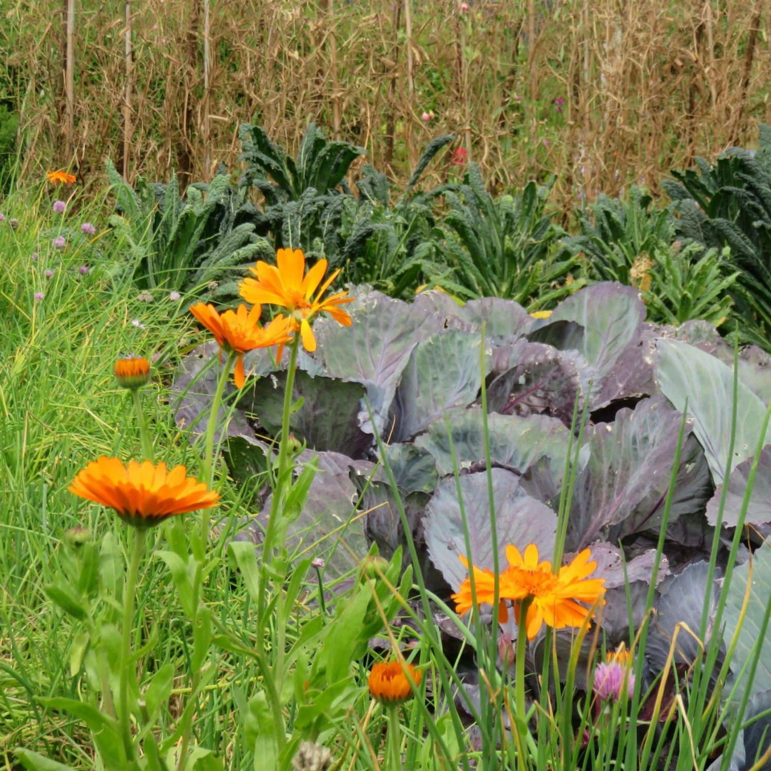 Roots Plants Large Organic Veg Companion Plant Pack 5 Roots Plants Large Organic Veg Companion Plant Pack