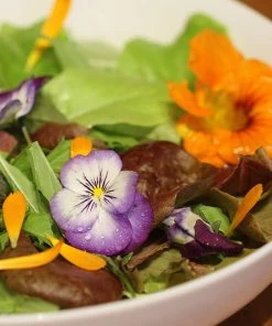 Roots Plants Organic Edible Flower Pack | 40 Plants All Vegetable Plants