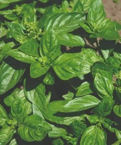 Roots Plants 3 Organic British Basil Plants