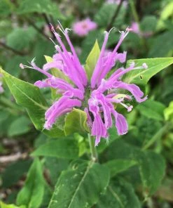 Roots Plants Herbs 3 Organic Wild Bergamot Plants