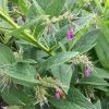 Roots Plants Herbs 3 Organic Comfrey Plants | The Perfect Companion Plant
