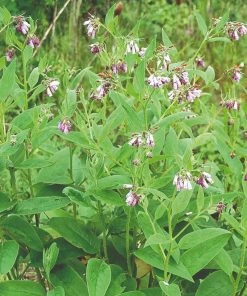 Roots Plants Herbs 3 Organic Comfrey Plants | The Perfect Companion Plant