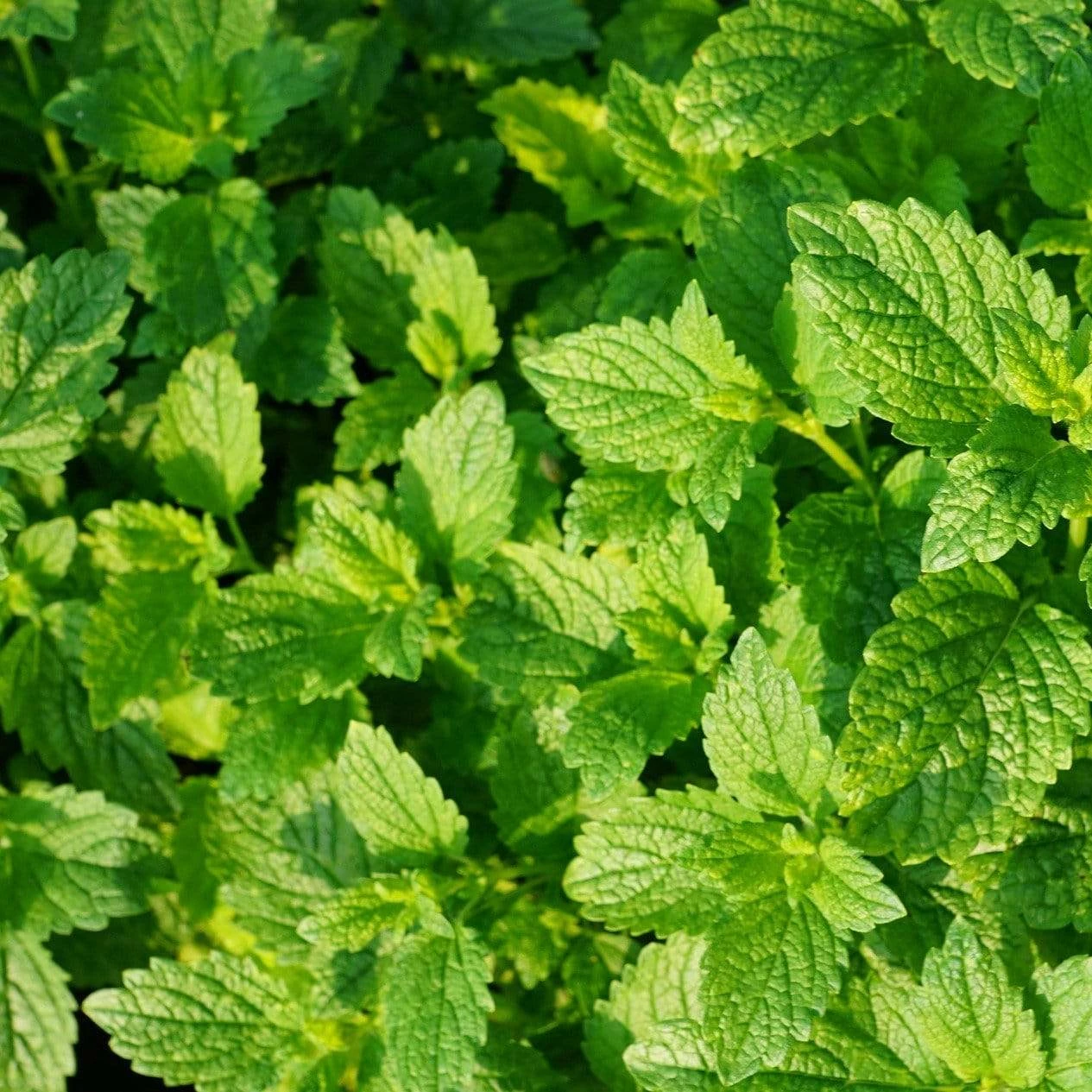 Roots Plants 3 Organic Garden Mint Plants 4 Roots Plants 3 Organic Garden Mint Plants