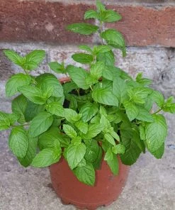 Roots Plants 3 Organic Garden Mint Plants 8 Roots Plants 3 Organic Garden Mint Plants