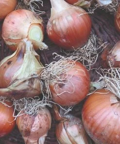 Roots Plants 20 Organic 'Bedfordshire Champion' Onion Plants