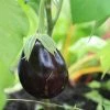 Roots Plants 5 Organic 'Black Beauty' Aubergine Plants