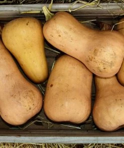 Roots Plants 3 Organic 'Waltham Butternut' Butternut Squash Plants Root Vegetables