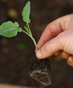 Roots Plants 10 Organic 'Green Sprouting' Calabrese Broccoli Plants Brassicas & Leafy Greens