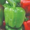 Roots Plants 3 Organic 'Californian Wonder' Sweet Pepper Plants 1 Roots Plants 3 Organic 'Californian Wonder' Sweet Pepper Plants