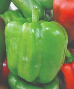 Roots Plants 6 Best Pepper Plants Collection | Growers Choice Chillies & Sweet Peppers 11 Roots Plants 6 Best Pepper Plants Collection | Growers Choice Chillies & Sweet Peppers