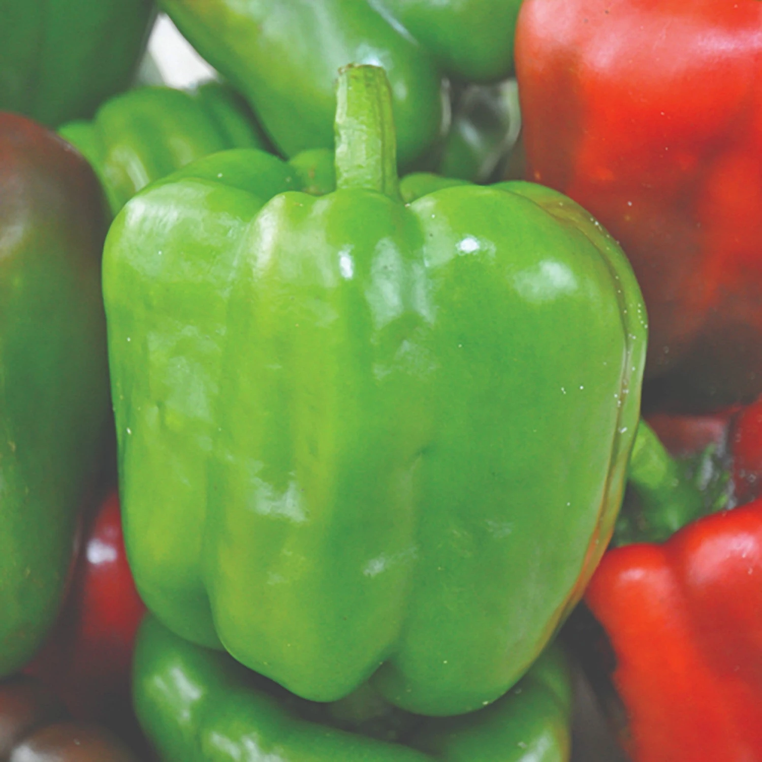 Roots Plants 6 Best Pepper Plants Collection | Growers Choice Chillies & Sweet Peppers 7 Roots Plants 6 Best Pepper Plants Collection | Growers Choice Chillies & Sweet Peppers