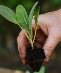 Roots Plants 10 Organic All Year Round Cauliflower Plants Brassicas & Leafy Greens