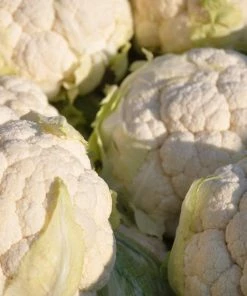 Roots Plants 10 Organic All Year Round Cauliflower Plants Brassicas & Leafy Greens