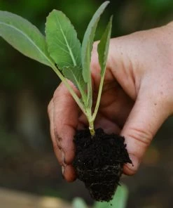 Roots Plants 58 Colourful Vegetable Plants | Eat The Rainbow All Vegetable Plants