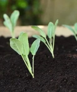 Roots Plants Brassicas & Leafy Greens 10 Organic 'Romanesco' Cauliflower Plants