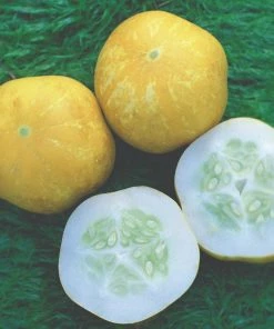 Roots Plants All Vegetable Plants 41 Organic Unusual Vegetable Plants 7 Roots Plants All Vegetable Plants 41 Organic Unusual Vegetable Plants