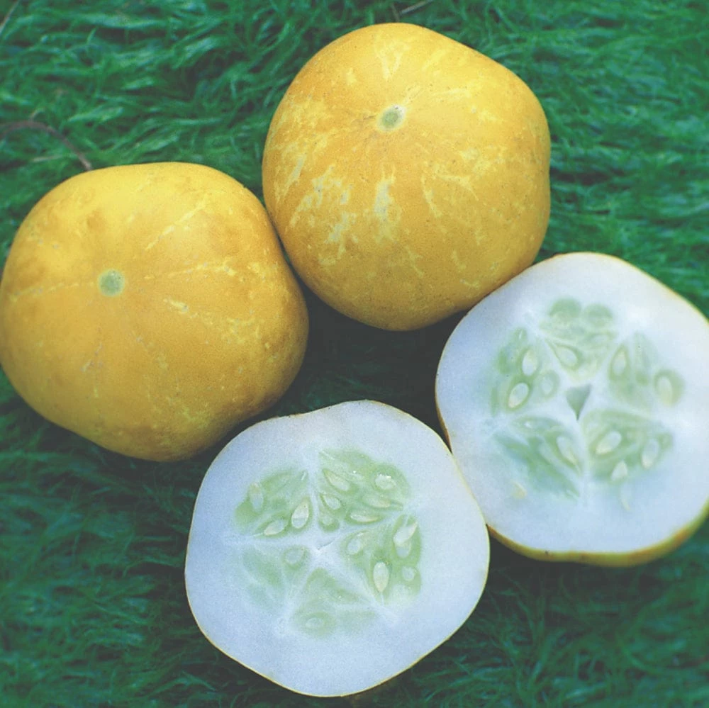 Roots Plants All Vegetable Plants 41 Organic Unusual Vegetable Plants 5 Roots Plants All Vegetable Plants 41 Organic Unusual Vegetable Plants