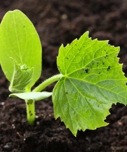 Roots Plants 3 Organic 'Crystal Lemon' Cucumber Plants Cucumbers