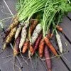 Roots Plants 10 Organic Colourful Carrot Plants Root Vegetables 2 Roots Plants 10 Organic Colourful Carrot Plants Root Vegetables