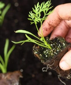 Roots Plants 10 Organic Colourful Carrot Plants Root Vegetables