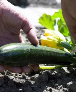 Roots Plants All Vegetable Plants 38 Easy To Grow Vegetable Plants | Ideal For Beginners