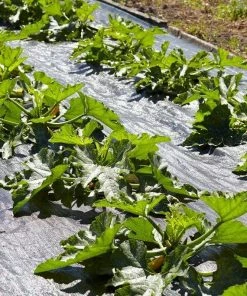 Roots Plants 3 Organic 'Green Bush' Courgette Plants Courgettes