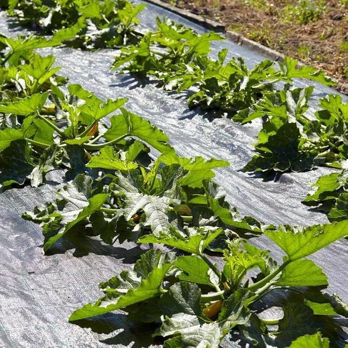 Roots Plants 3 Organic 'Atena Polka' Yellow Courgette Plants Courgettes 7 Roots Plants 3 Organic 'Atena Polka' Yellow Courgette Plants Courgettes