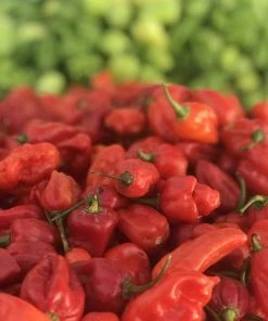 Roots Plants 3 Organic 'Scotch Bonnet Red' Chilli Plants