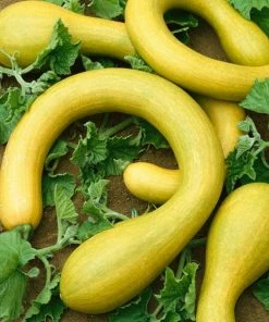 Roots Plants Courgettes 3 Organic 'Tromboncino Albenga' Courgette Plants